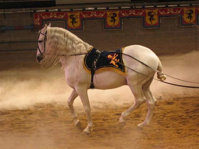 Medieval Times - Shannons 23rd Bday 30.JPG